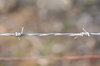 barbed wire