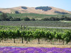 Napa Valley Vineyards