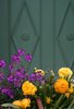 spring flowers