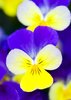 Purple violets