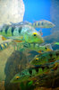 Tropical fishes in a coral ree