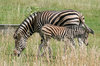 Zebra and foal