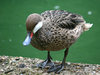 Feisty duck