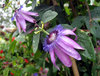 Purple Passion