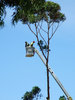 at work - up a tree
