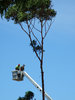 at work - up a tree