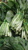 fresh veggies