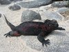 iguana