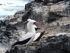 nazca booby