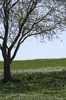 Tranquil Field.jpg