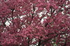 HRC- Pink Tree.jpg