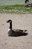 HRC- Canadian Goose.jpg