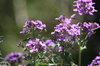Purple Spring Flowers.jpg