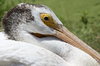 HRC- Pelican 2.jpg
