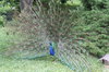 HRC- Peacock.jpg