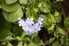 HRC- Purple Flowers.jpg