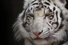 HRC-Siberian Tiger 2.jpg
