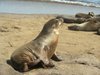 sea calf