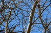 Winter tree