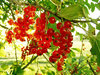 redcurrants