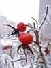 winter roses