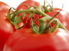 tomatoes on the vine 3