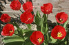 Red tulips