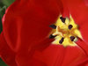 Red tulips