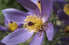 Pasque flower