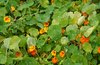 Wild flowers