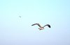 kingfisher 1