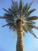 palm-three  1