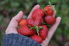 Sweet Strawberries