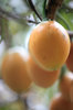 Tamarillo