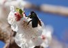 bee