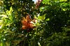 Tropical vegetation