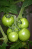 Green tomatoes on the vine