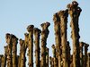 Pollarded
