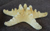 starfish