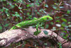 green lizard