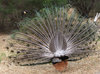 peacock colour