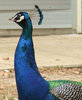 peacock colour