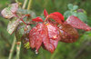 raindrops on leaves