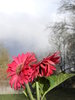 April Flowers