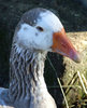 blue eyed goose