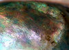 pearly shell