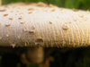 mushrooms