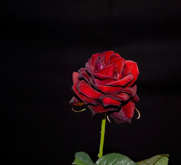 Rose II: Red rose

- contact and credit for public use - 