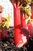 Rhubarb