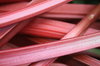 Rhubarb